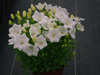 Campanula carpatica 'Clips White' (Campanula carpatica 'Clips Blue' (Dzwonek karpacki)